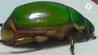 GREEN SCARAB BEETLE