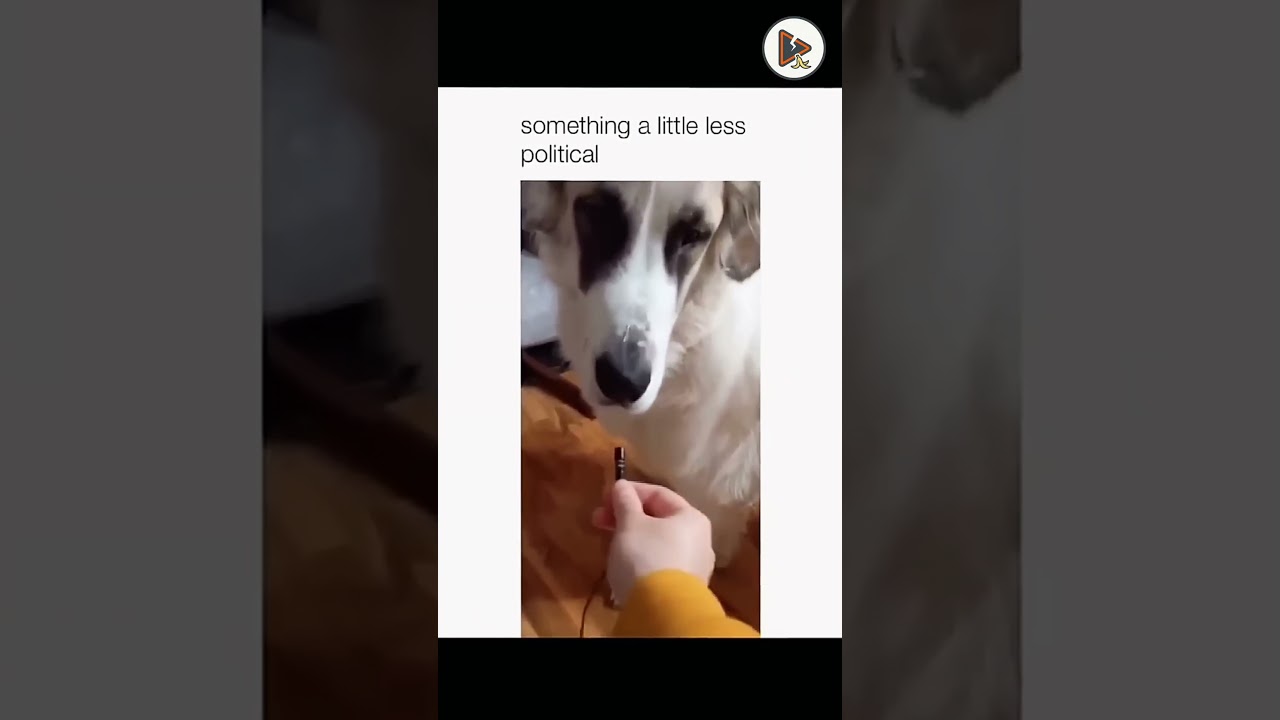 Nature Strikes Back! 🦢🤣 