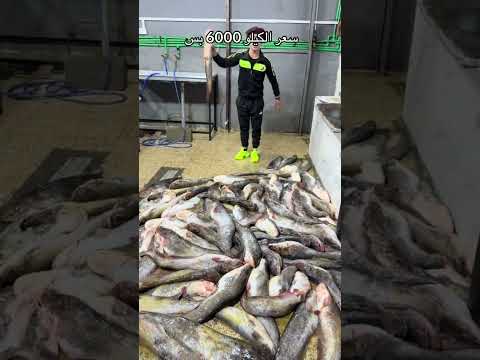 مينا مينا مطعم زاويته