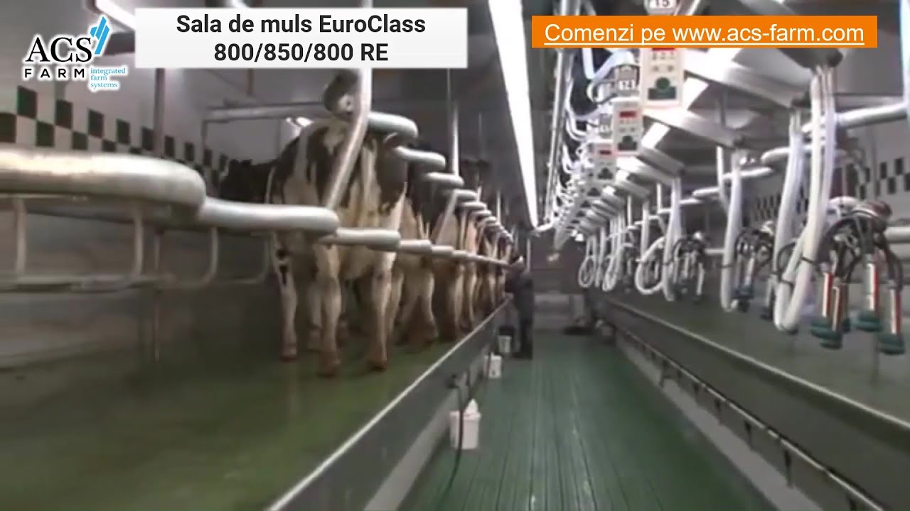 Sala de muls tip brăduleț