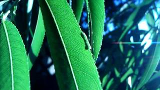 Baby Pachysphinx Modesta Caterpillar