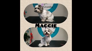 Maltese X - Maggie's Dog Grooming Trans-Fur-Mation