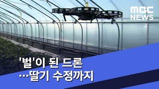 '벌'이 된 드론…딸기 수정까지 (2019.01.02/뉴스투데이/MBC)