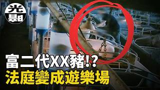 澳洲富二代XX豬，被動保組織告上法庭。雙方激烈交鋒，最後結局卻無比魔幻。2026豬「騎士」案全面講述 --懸案 刑事 調查 奇聞 檔案 迷案解讀 盡在光暗雜學館