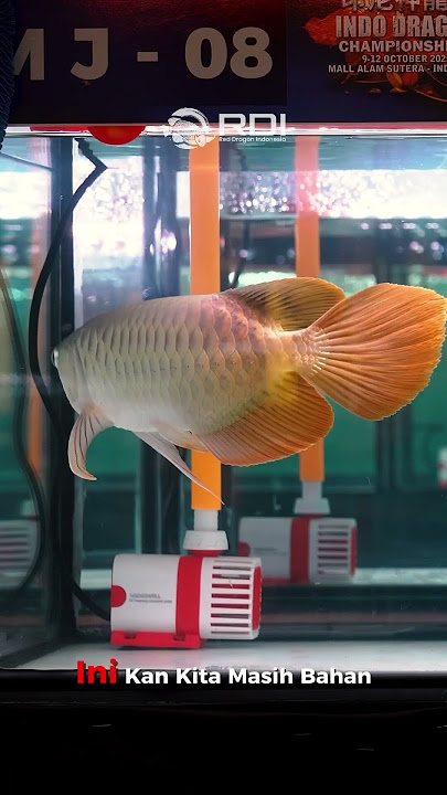 RDI'S ARWANA FISH WINS THE CHAMPION AND TAKES HOME THREE TROPHIES‼️ #arwana #arowana #contest #hobby