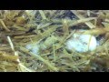 ВЕШЕНКА Инкубация мицелия день # 2 / OYSTER germination mycelium Day #2