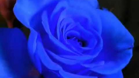 Michele Adamson-Sweet Dreams