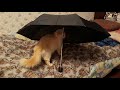Кошко-проверка зонта