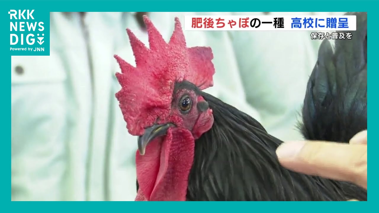 Preservation and popularization of traditional chickens