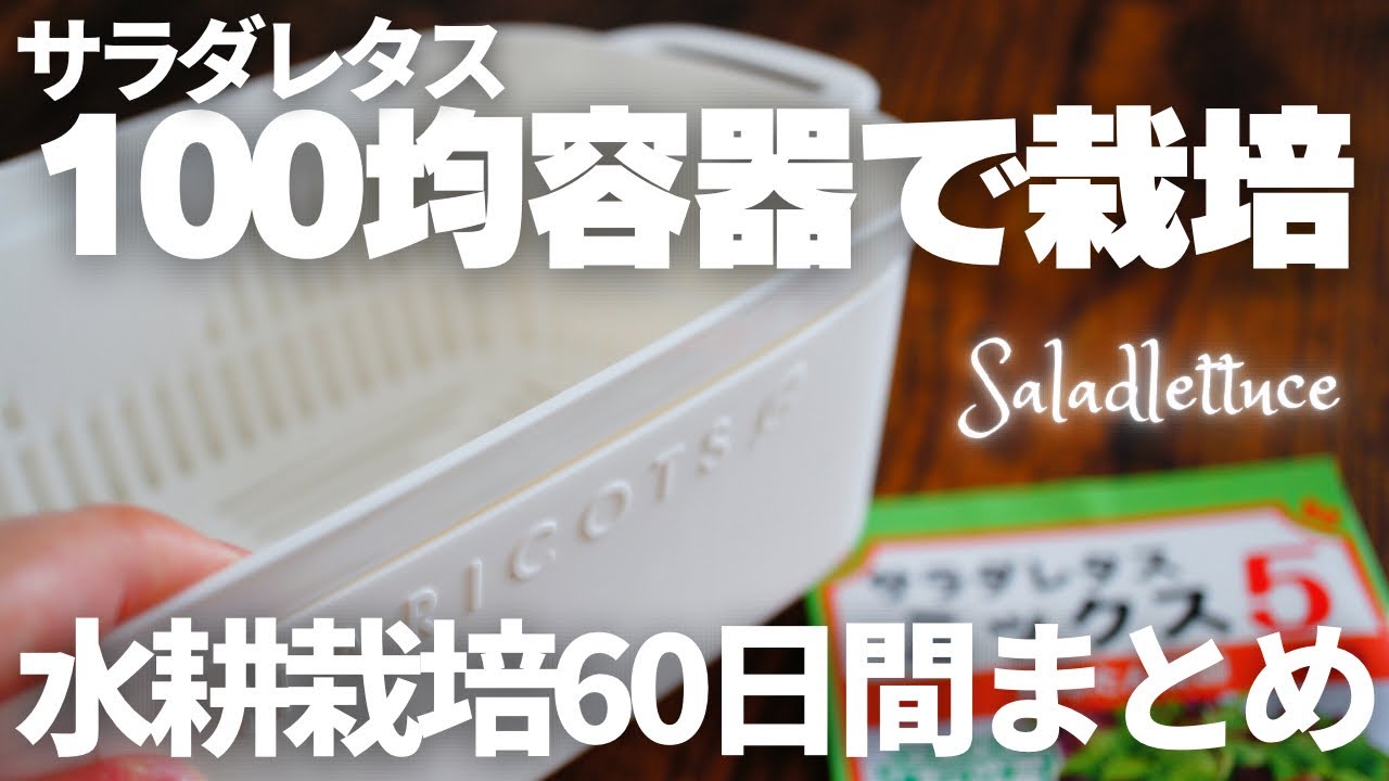 【水耕栽培】100均容器でミックスレタスを栽培した結果【まとめ】