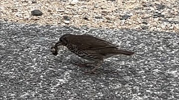 Small Snail Succumbs to Savage Shell Smashing Situation