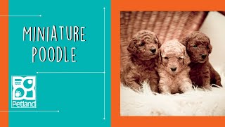 Miniature Poodle Fun Facts