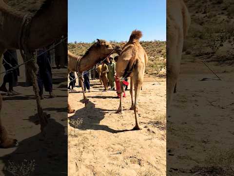 طريقة حب الجمل