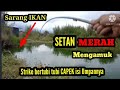 SETAN Merah Ngamuk!! Mancing Ikan Red Devil Disarangnya!! Serangan Bertubi tubi !! Danau Batur