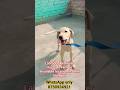 Labrador Retriever puppy female for salemsg 8750934921#shorts#labrador#viral#video#puppy#dog#forsale