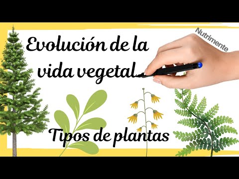 TIPOS DE PLANTAS - Evolución de la vida vegetal