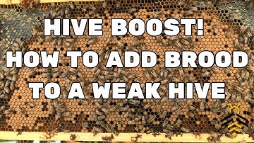 BEEKEEPING: Boosting Weak Hives by Adding Brood