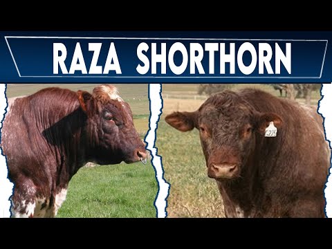 Video: ¿De qué color es el ganado shorthorn?