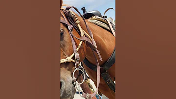 Horse With No Name 