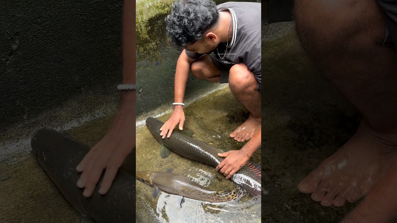 അരാപൈമ തന്ന പണി...😄 | monster fish tank cleaning | arapaima | alligator gar | poll rod