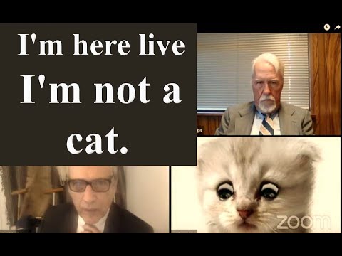 Zoom Cat Filter Video Texas Lawyer I M Not A Cat Lawyer Cat Filter Texas Judge Rod Ponton Youtube