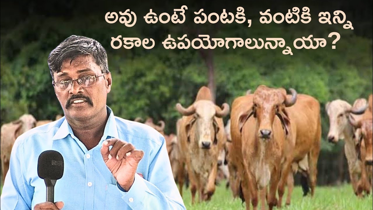 అవు ఉంటే పంటకి - వంటికి ఇన్ని రకాలుగా ఉపయోగాలు ఉన్నాయో తెలిస్తే షాక్ అవుతారు||Ramzaan Ramesh