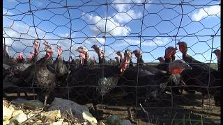 Bird flu prevention zones lifted across Great Britain – Defra after 18 months (UK) 4/Jun/2026