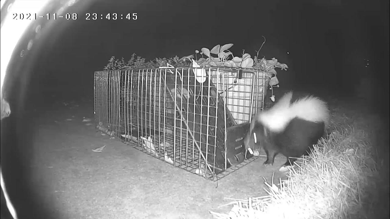 Skunks Forage Around Closed Havahart 1079 Trap - YouTube