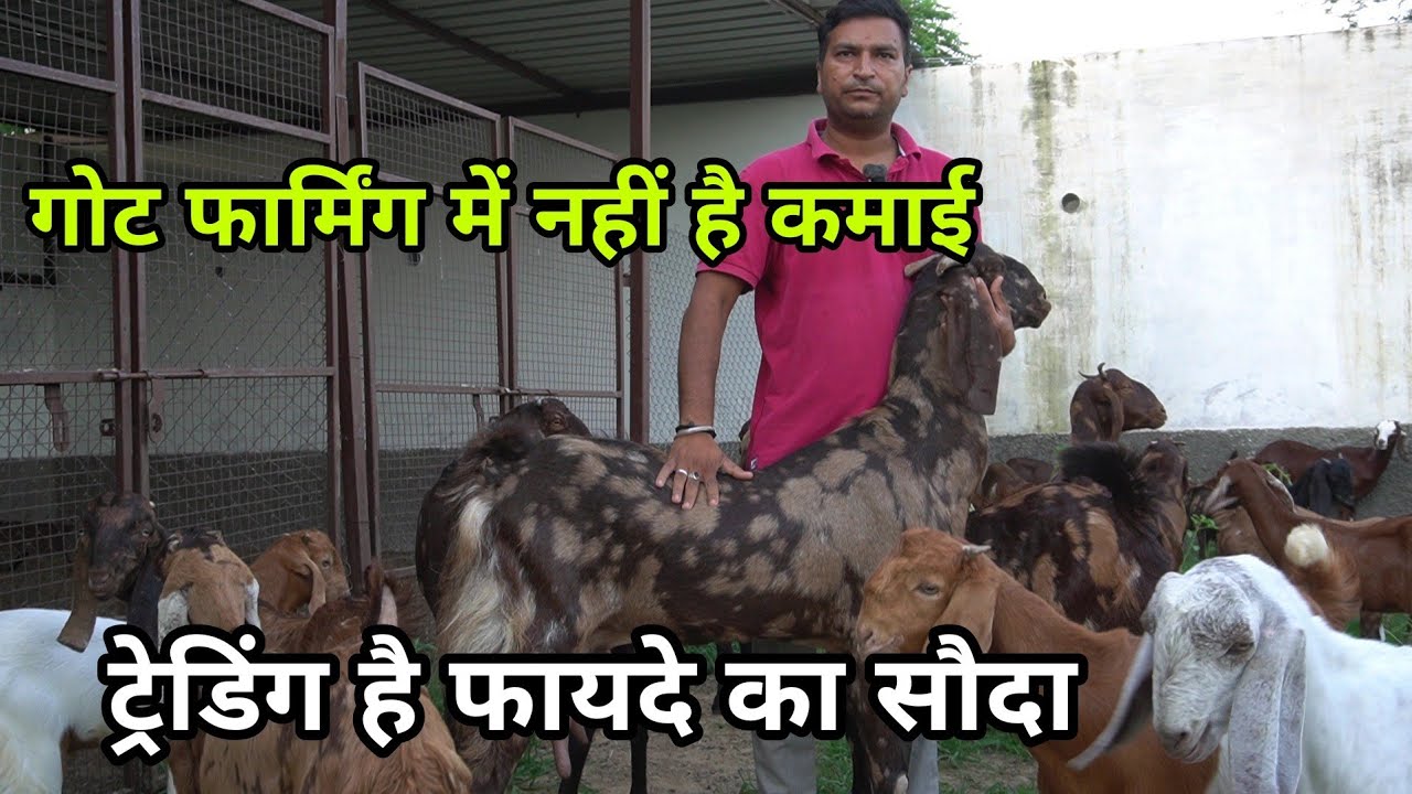 goat farming me nhi goat trading me h big fayda | sojat sirohi kota gujri goat | pkraj vlogs