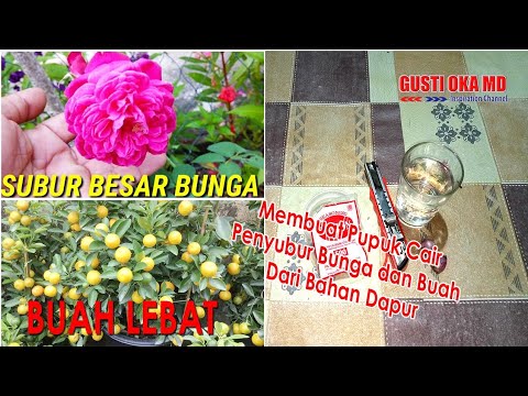  Membuat  Pupuk Cair Dari  Bahan Dapur  Penyubur alami YouTube