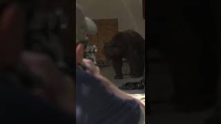 Bear Tranquillized in a Garage