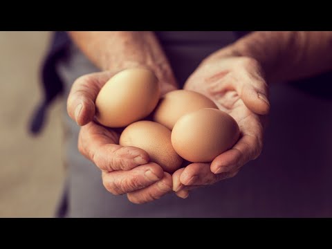 Cijena jaja odlazi u nebo, a farme se gase zbog nestašice i skupe hrane -  YouTube