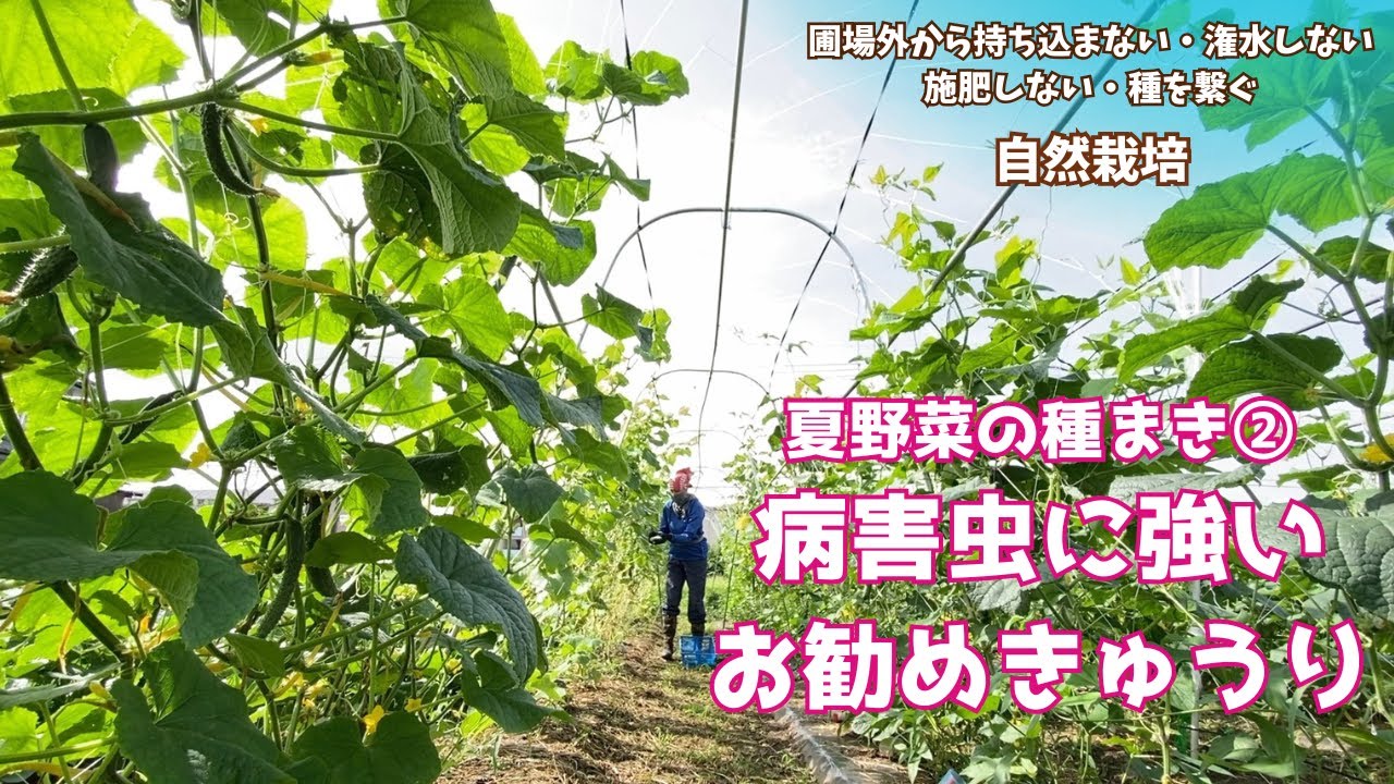 Natural farming自然栽培じゃがいも 食育ウェルビーイング 七田式 Natural farming自然栽培じゃがいも 食育ウェルビーイング 七田式