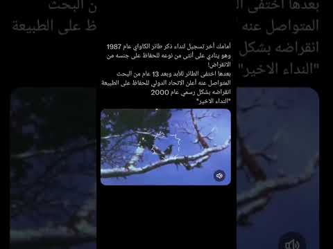 النداء الأخير لطائر الكاواى قبل الانقراض  3