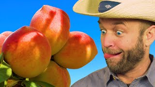 Picking Fredericksburg TX Peaches! - Jenschke Orchards screenshot 5