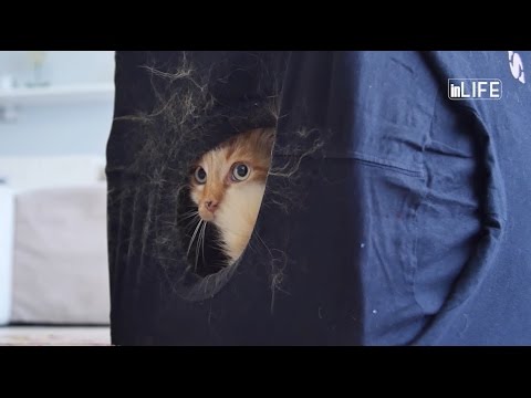 Video: Si Të Bëni Një Lodër Shtëpie Mace