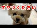 オヤツが欲しくて見つめてくる犬が可愛い過ぎるｗ【トイプードル】