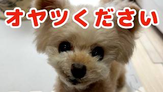 オヤツが欲しくて見つめてくる犬が可愛い過ぎるｗ【トイプードル】
