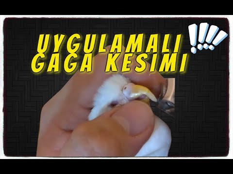 Video: Papağan Gagası Nasıl Kesilir