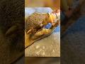 Tiny Squirrel Gets New Life
