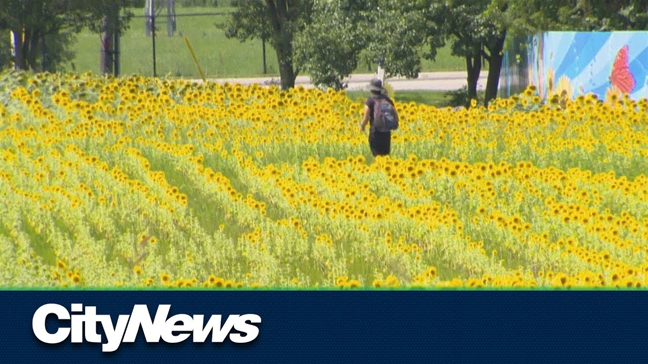 A million sunflowers in bloom in Mississauga YouTube