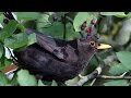 Felsenbirne - Vogelmagnet im Garten