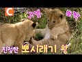 새끼 사자들의 첫 외출(feat. 심바&날라) | 생후 1달 된 라이언킹(The Lion King)