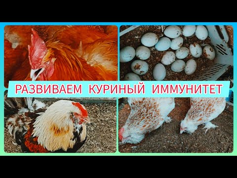 УХОД ЗА КУРАМИ ДЛЯ ЭКОНОМНЫХ И ТРАНЖИР | ВИТАМИНЫ ПЕРЕД ИКУБАЦИЕЙ | РАЗВИВАЕМ КУРИНЫЙ ИММУНИТЕТ