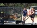 Texas Tiger Rescue