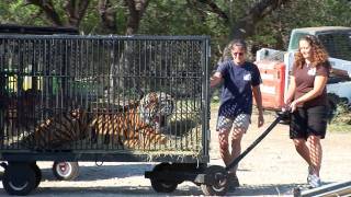 Texas Tiger Rescue Youtube