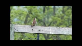 Carolina Wren