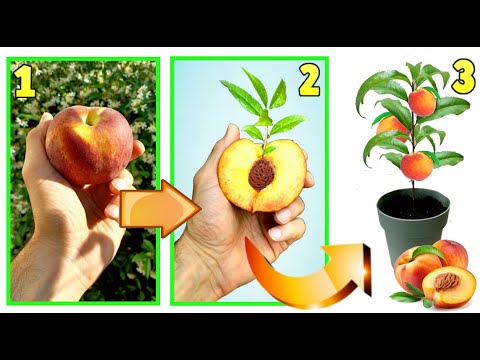 Video: Container Peach Tree Care - Come coltivare i peschi in contenitori