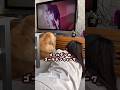 ゴールデンのゴールデンウィーク #ゴールデンレトリバー #大型犬のいる生活 #大型犬と子供