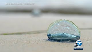 Blue jellylike creatures popping up along beaches, but what are they?